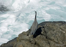 Cape Couedic - Australie